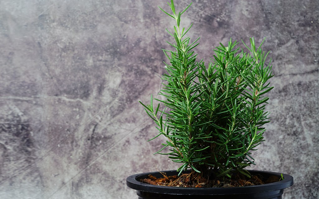 اكليل الجبل روزماري