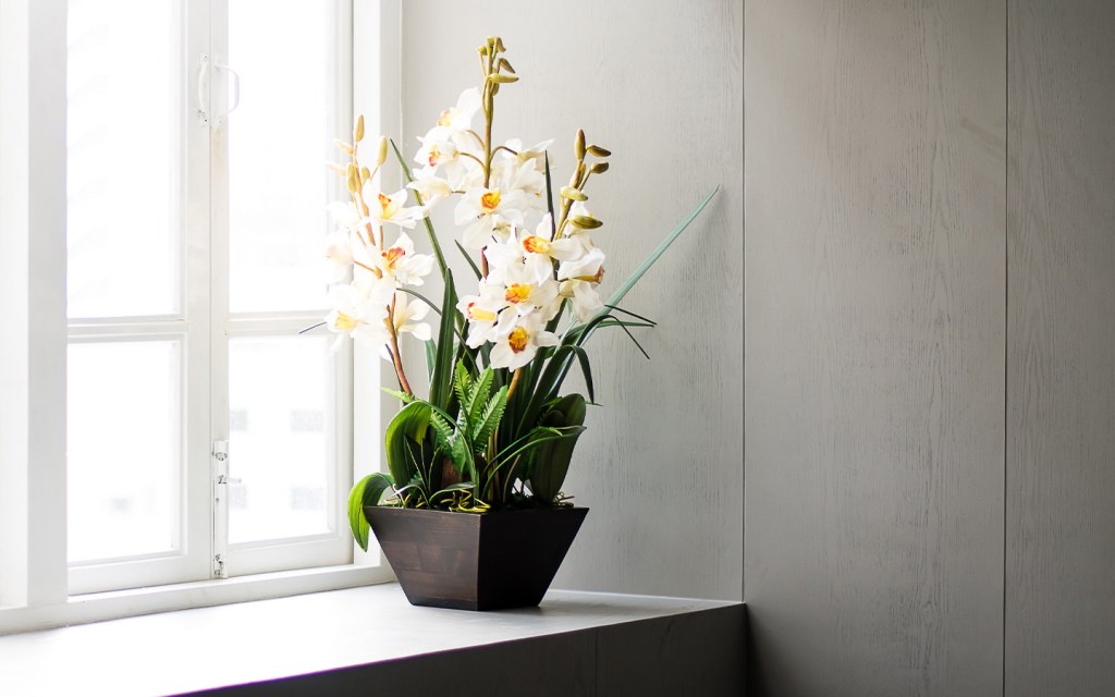 زهرة الاوركيد