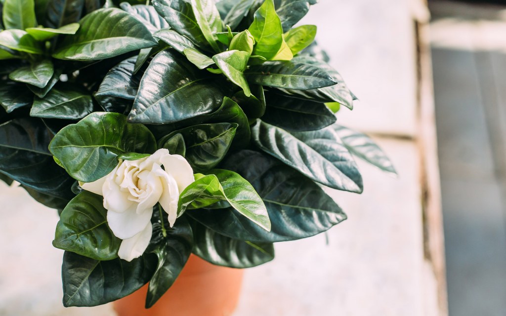 زهرة الجاردينيا