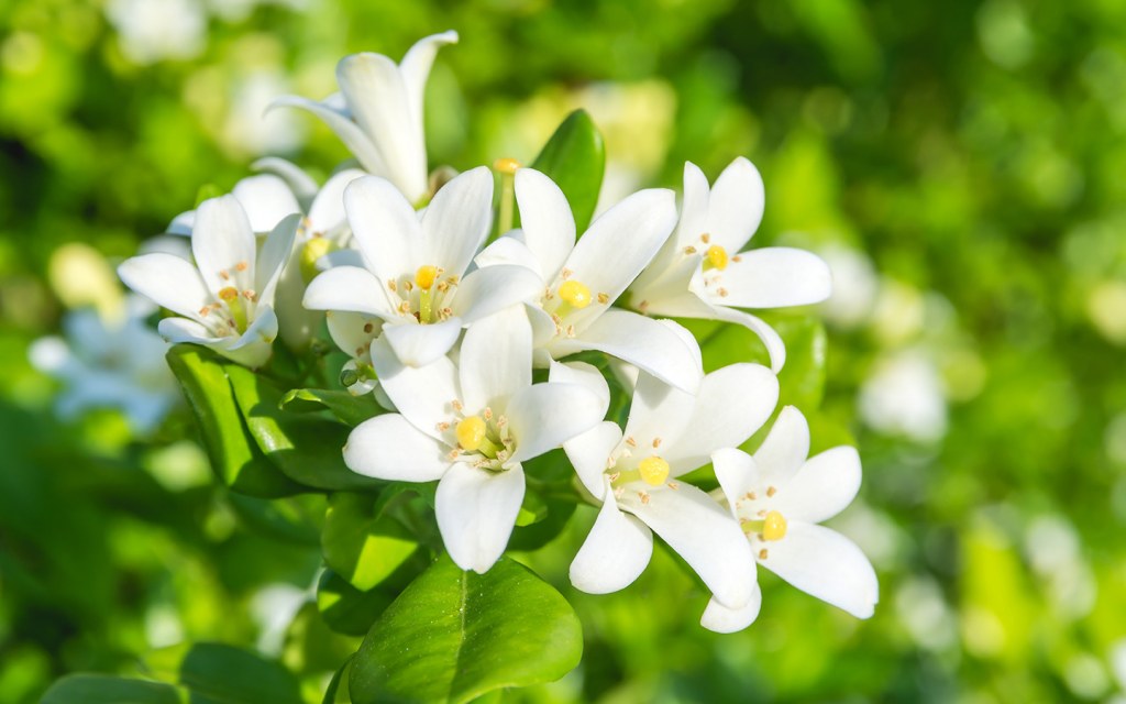 زهرة الياسمين نباتات منزلية عطرية