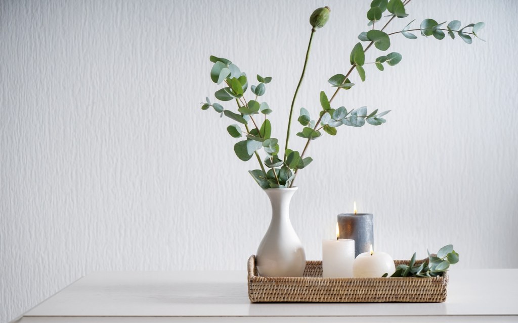 الأوكالبتوس