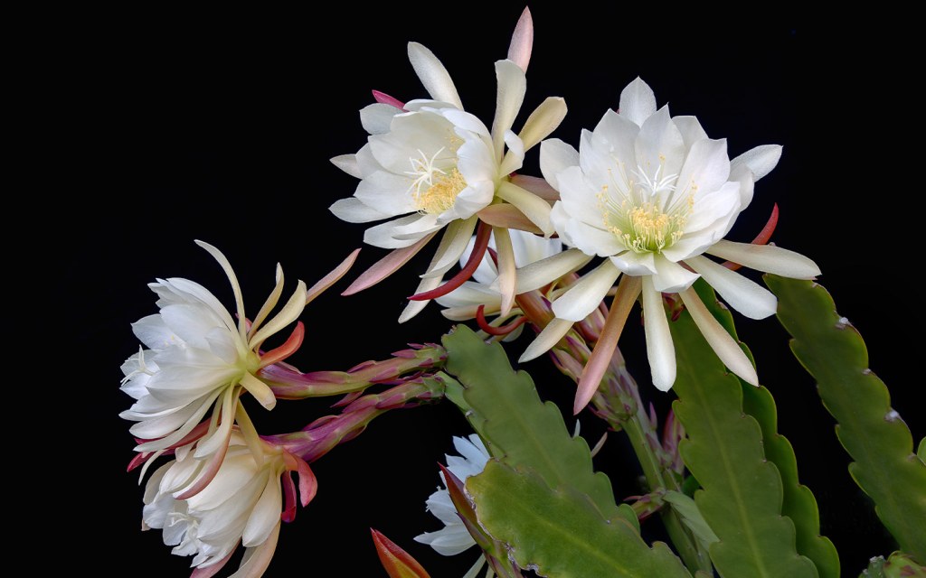 الكولونيا ملكة الليل