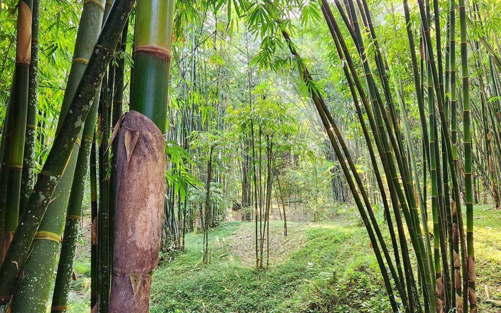 ديكور من الخيزران