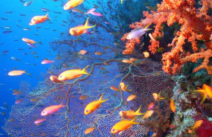 El Gouna: The Art Of Coastal Living